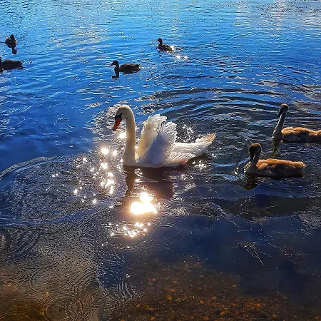 Przy Ratuszu * بوليسلافيتش